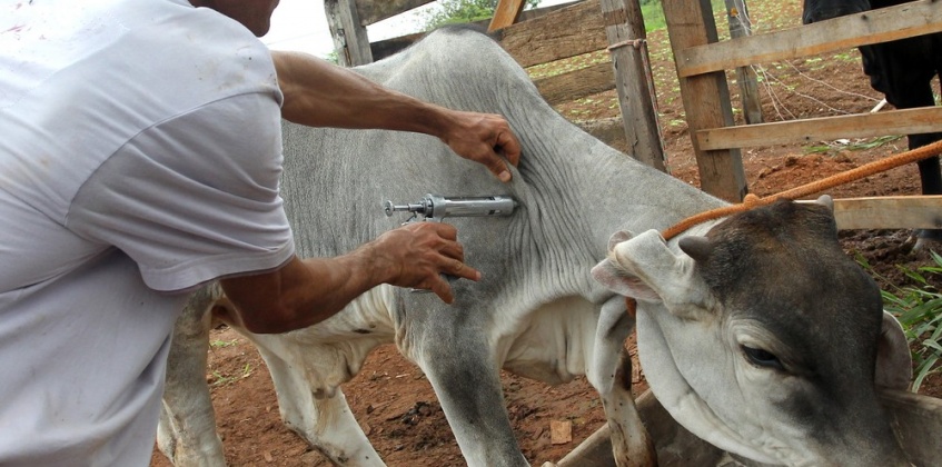 Pará inicia campanha de vacinação contra a febre aftosa