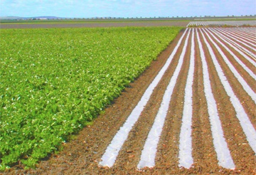 PRODUÇÃO AGRÍCOLA ESTÁ DANDO RESPOSTA MUITO FORTE À ECONOMIA DO PAÍS