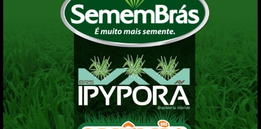 É hora de Semear!